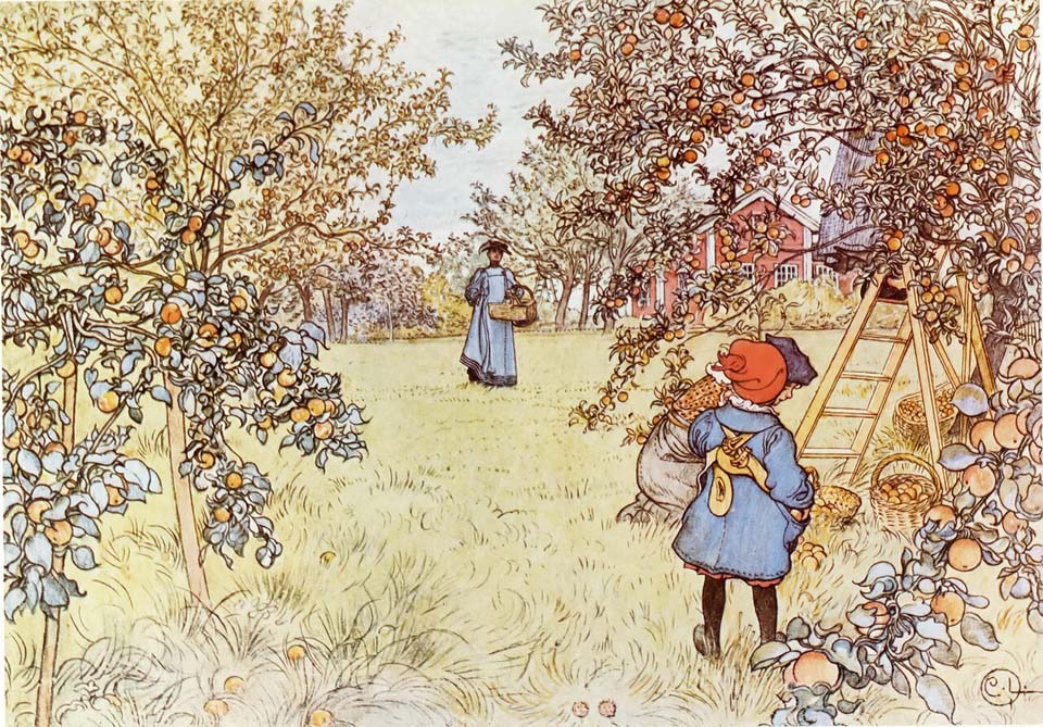 La récolte des pommes - 1904