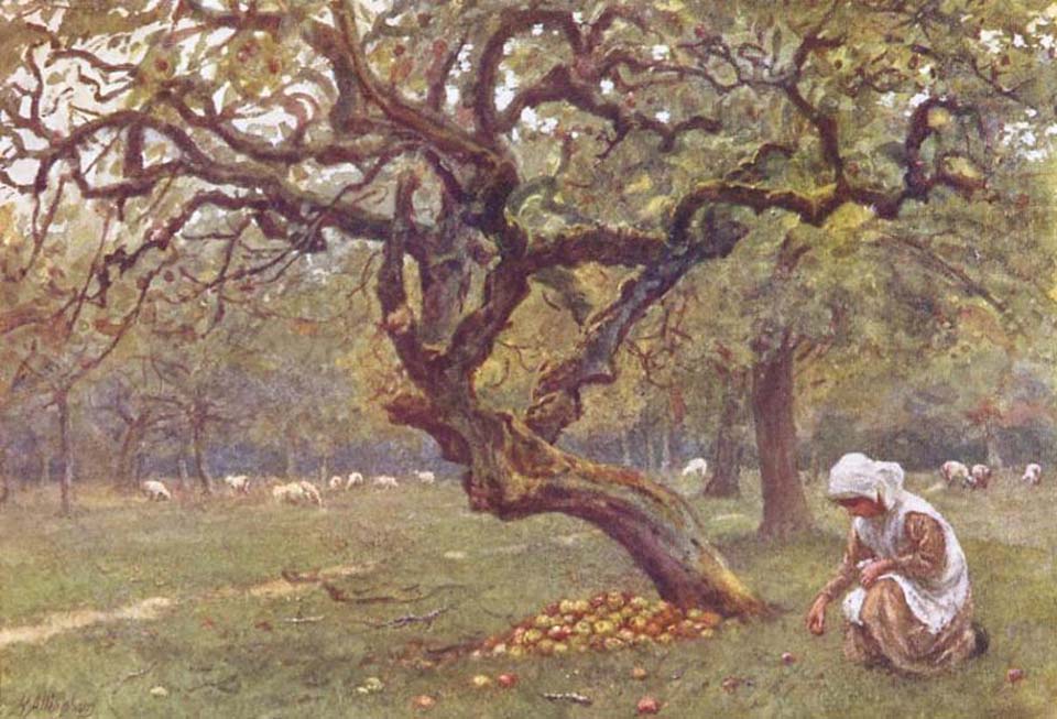 The apple orchard