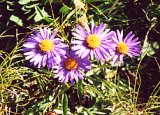 ( Asters )