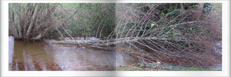 Le ruisseau du Mourcaou après la tempête Klaus