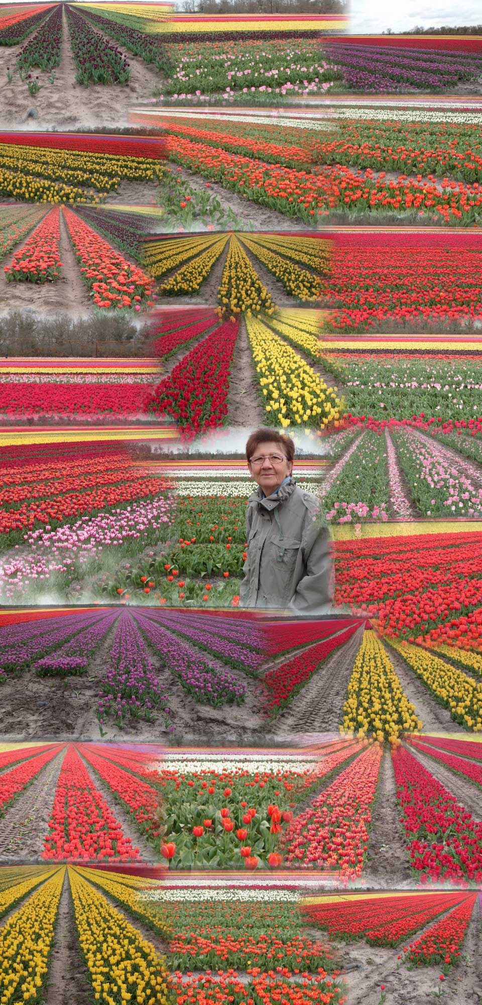 Champs de tulipes près de Pissos