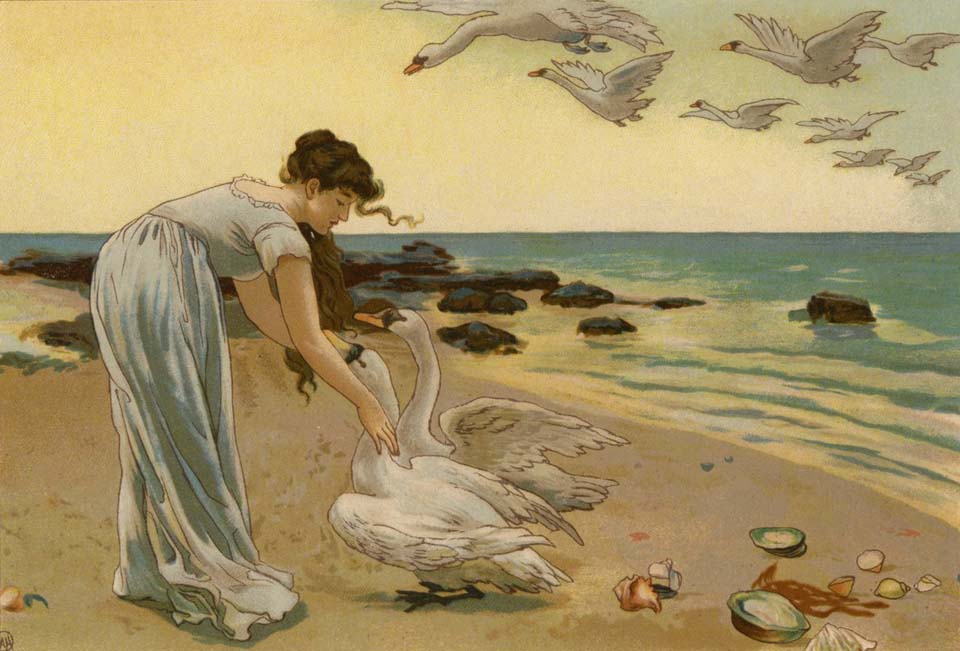 The white swans