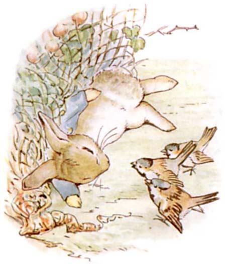 Beatrix Potter Le conte de Pierre Lapin