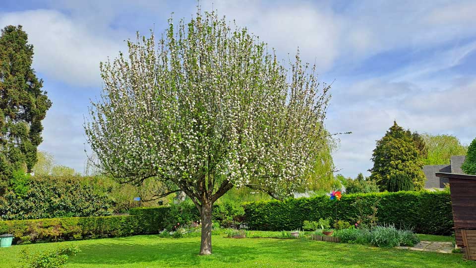 Le pommier de Papytane en fleurs