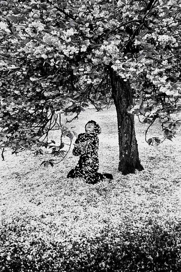 Parc de Sceaux Cerisiers japonais 1983