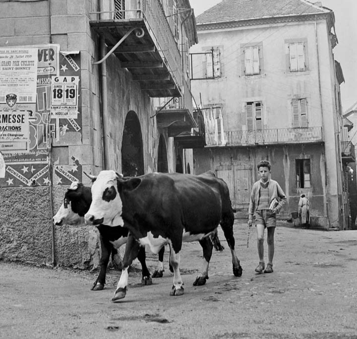 Lilou Garcin avec ses vaches - Place aux herbes / Saint-Bonnet-en-Champsaur